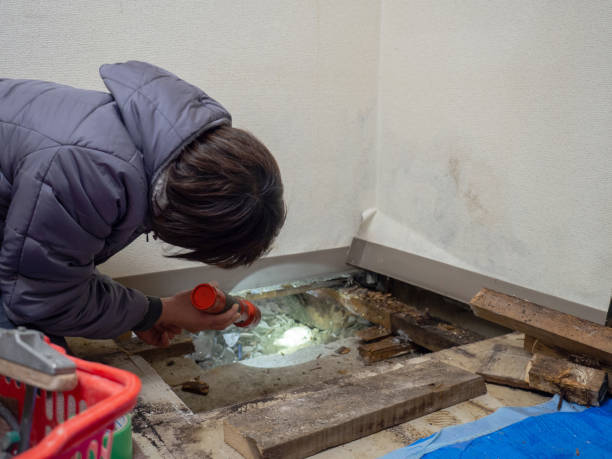 Best Real Estate Mold Inspection  in Lincolndale, NY