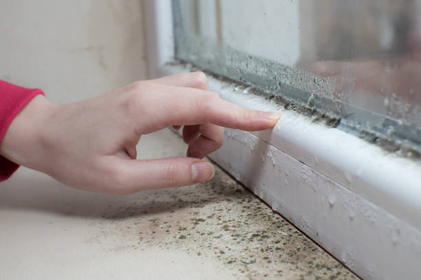 Best Mold Remediation for Healthcare Facilities  in Lincolndale, NY